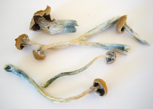 Psilocybe Cubensis Strain